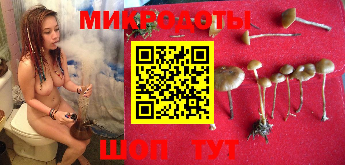 Псилоцибиновые грибы Cubensis Гудермес